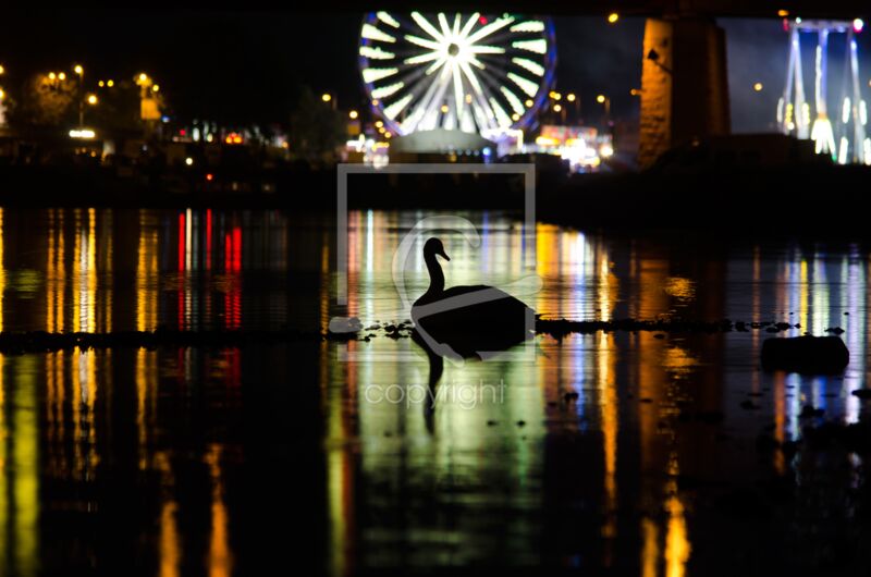 Fotogeschenk - Motiv 'Schwan zum Weinfest'
