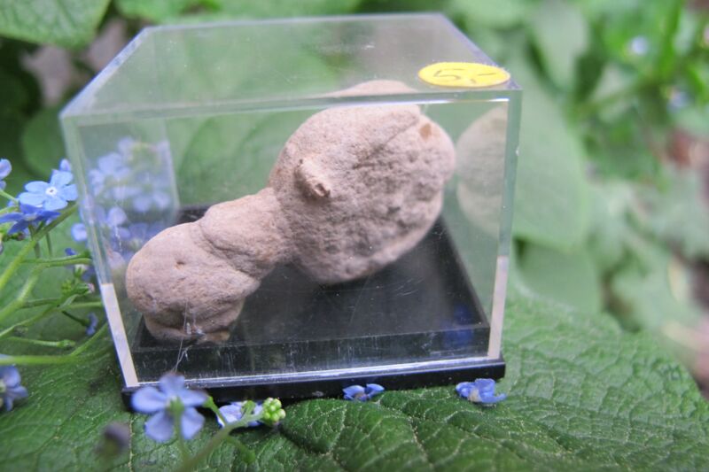 Lößkindl aus Seilitz, bei Meißen, Sachsen