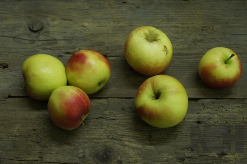 Apfel Jonagold